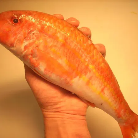 아이 캄피 디 마르첼로 호텔 몬팔코네